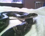 black rat snake