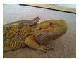 Baby Bearded Dragons Bulk Buy. Hi i have 25 4 week old....