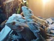 2 x male bearded dragons each with own vivarium