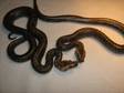 Granite Het Albino Burmese Pythons,  £200 Delivered