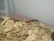 Upper Keys Corn Snake and Set Up