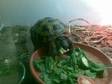 female horsefield tortoise. 6 yrs old female horsefield....