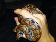 Brazilian Rainbow Boa Constrictor