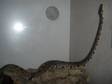 Python With Vivarium