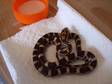 Corn Snake Hatchlings for Sale Carolina X Motley Ghost