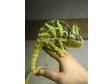 YEMEN/VEILED CHAMELEON for sale,  Male 15months old....