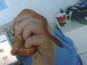 corn snake and set up £45 o.n.o