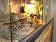 7ft Boa Constrictor   4ft Royal Python   Full Set Up!!