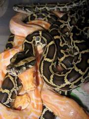 Albino Burmese Python babies 2009