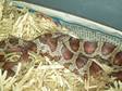 Miami Corn Snake and Set Up