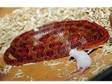 Carolina Corn Snake and Full Set up for Sale or Swap....