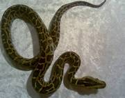 Het for Granite Burmese Python babies