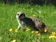 Meerkat for Sale