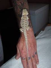 bearded dragons for sale