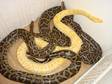 Burmese Python X3 & Setup