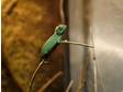 Veiled/ Yemen Chameleon Babies for Sale Newport,  South Wales