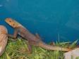 Pair Red Headed Agamas