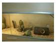 Bearded dragon Plus 4ft Viv. Adult bearded dragon.Female....