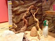 1 male bearded dragon with vivarium