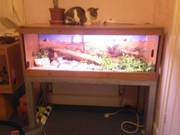 **breeding pair amel & carolina** full 4ft setup With stand