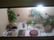 Iam sell 9month old bearded dragon and vivarium