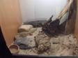 Bearded Dragon Plus Vivarium   Stand Full Set Up