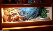 3 bearded dragon   4ft viv