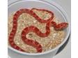 Baby Amel Corn Snake