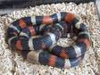 Pueblan Milk Snake