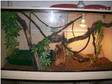 4ft x 2ft x 2ft Lizard tank. For sale 4ft x 2ft x 2ft....