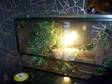 Female Chameleon With Vivarium Full Set Up