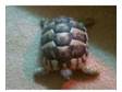 2 Hermann Tortoise With papers and Vivarium (FULL SET....