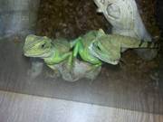 Water Dragons,  pair of with huge vivarium