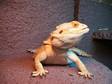 Big Male Citrus Bearded Dragon for Sale