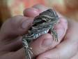 PAIR OF TWO young bearded dragons,  One is true hypo, ....