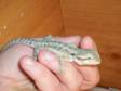 £15 - 1 BEARDED dragon baby female