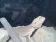 £200 - 2 BEARDED Dragons ,  male