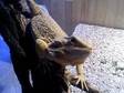 Female bearded dragon cumbria. female bearded dragon 11....