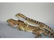 Pair Of Young Beautiful Bearded Dragon Lizards and Vivarium