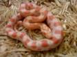 £40 - 07/09 CORN Snakes 1 x