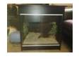 leopard gecko female and viv and setup. female gecko a....