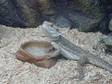 Male Bearded Dragon for Sale