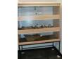 Vivarium,  custom built,  floor dwellers,  plus lots of....