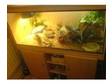 2x feamle bearded dragons full set up 4ft beech wood viv....