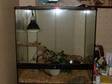 £125 - FOR SALE Royal Python and