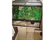 Exo Terra Vivarium With Cabinet (West Midlands). Exo....