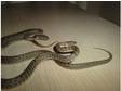 2 Baby Childrens Pythons