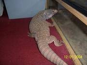 bosc monitor