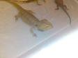 Adult Male Bearded Dragon £10