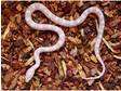 ***Baby Corn Snakes***